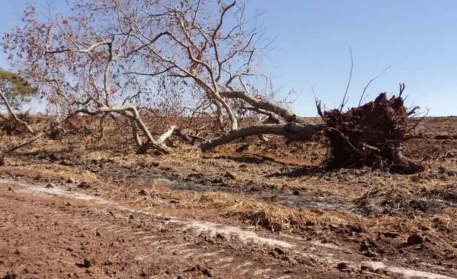Desmatamento no Cerrado cresce mais de 500% em quatro anos e ameaça o Velho Chico